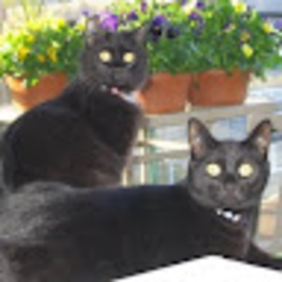 Meet your Posher, Violet - Picture 1 of 1